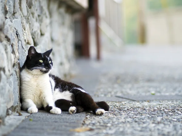 Gato doméstico branco preto — Fotografia de Stock