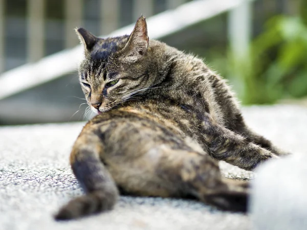 Tabby-Katze kratzt einen Juckreiz — Stockfoto