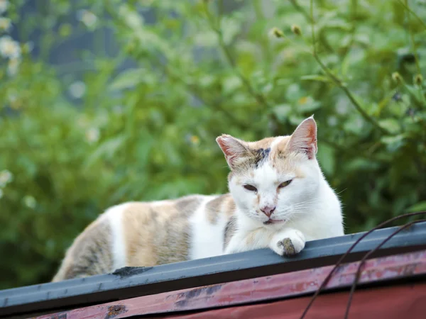 Gato doméstico acostado en valla — Foto de Stock