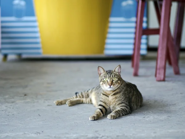 Tabby Cat Guardando avanti Foto Stock Royalty Free
