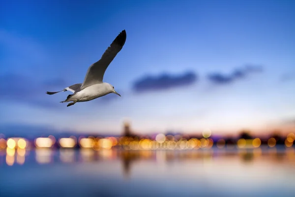 Vrije vlucht door onze vleugels — Stockfoto