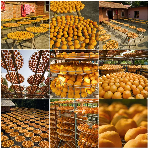 Zbiór persimmons — Zdjęcie stockowe