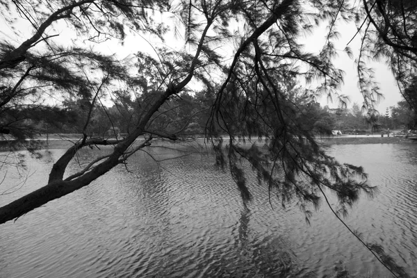 Albero vicino al lago — Foto Stock