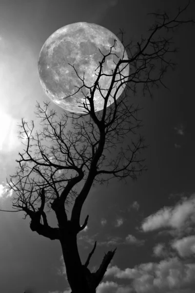 Branches d'arbres nues contre la pleine lune — Photo