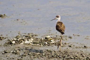 Uzunbacak, himantopus himantopus