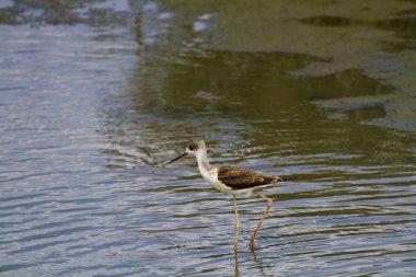 Uzunbacak, himantopus himantopus