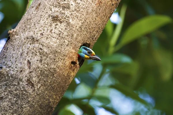 대만 barbet, megalaima nuchalis — 스톡 사진