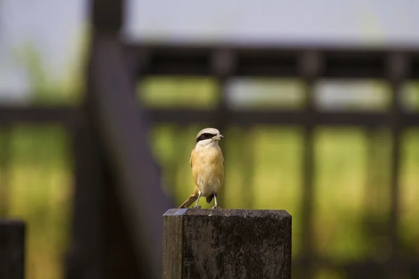 Camarão castanho, Lanius cristatus — Fotografia de Stock