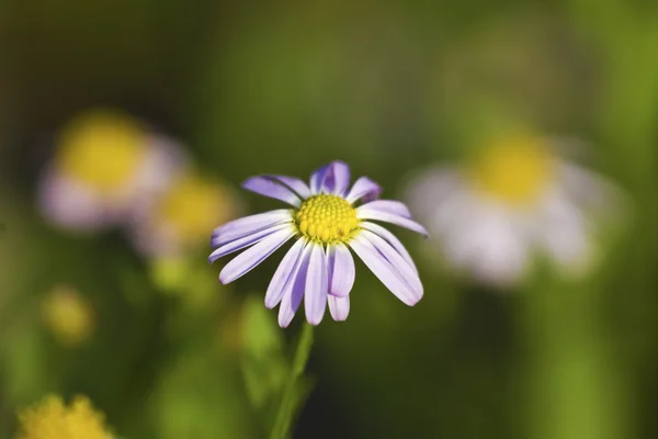 Enda blomma — Stockfoto