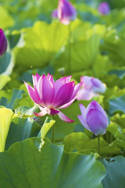 Lotus fleuri sous la lumière du soleil — Photo