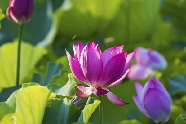 Bloom lotus under sunlight — Stock Photo, Image