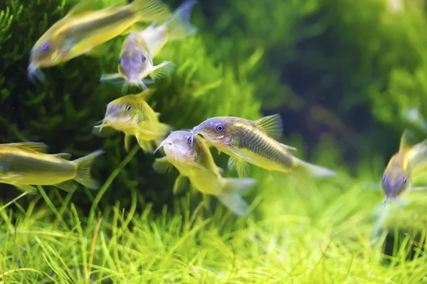 Aranyhalak, Corydoras aeneus Stock Kép