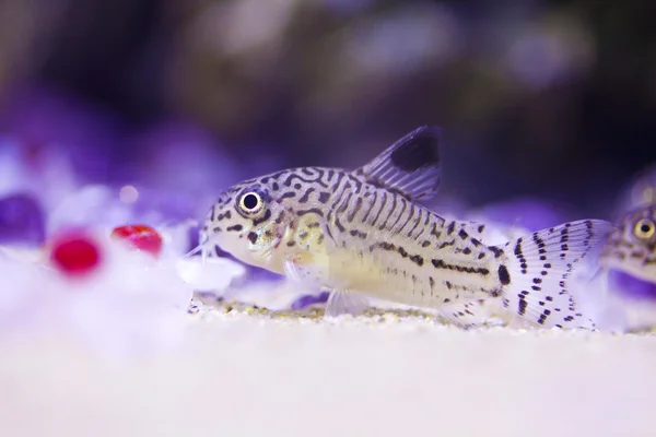 Threestripe corydoras, trilineatus Corydoras — Stockfoto