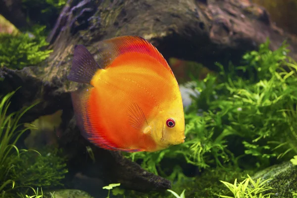 Discus fish, Symphysodon aequifasciatus Fotografia Stock