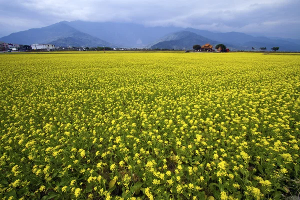 Field of rapeseed flowers — Stock Photo, Image