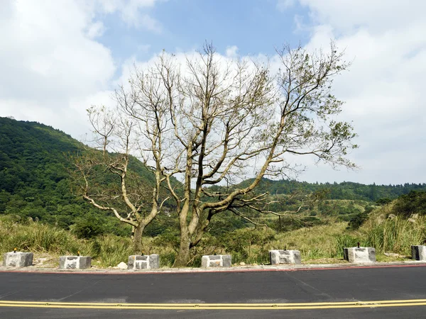 Árbol calvo en raod invierno —  Fotos de Stock