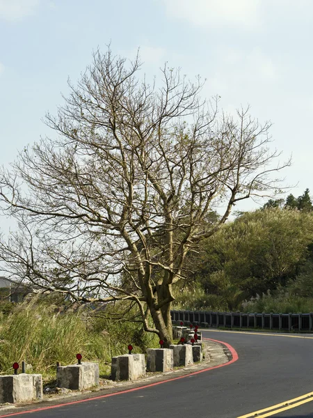 Árbol calvo en raod invierno — Foto de Stock