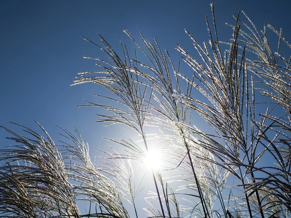 Koncepcja jesień, Miscanthus — Zdjęcie stockowe