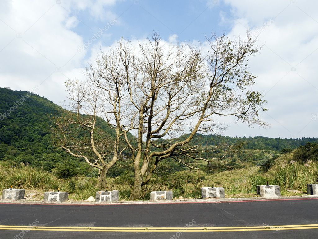 bald tree on winter raod