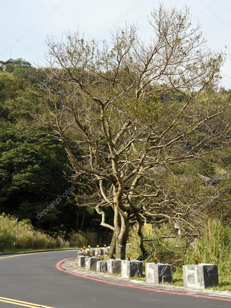 bald tree on winter raod