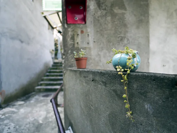 Маленький рослинний горщик на стіні — стокове фото