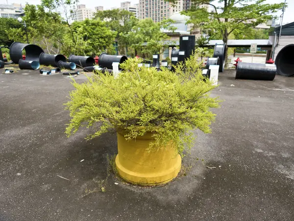 Maceta grande de la planta en tierra — Foto de Stock