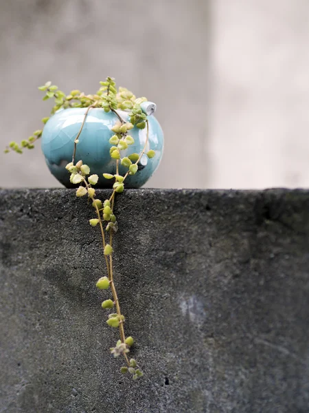 Petit pot de plante sur le mur — Photo