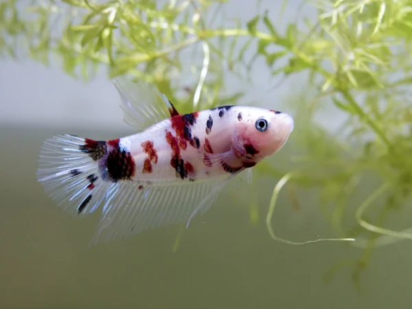 Siamesiska striderna fisk (koi style) — Stockfoto