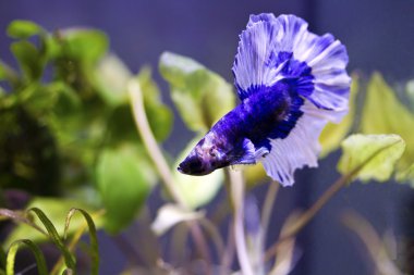 Siyam mücadele balık, betta splendens (Halfmoon betta )