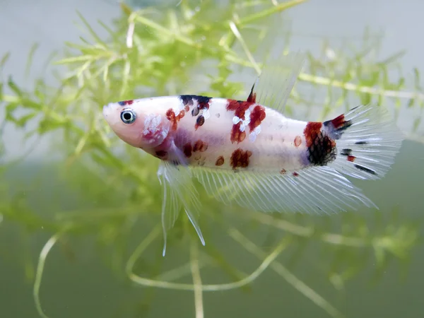 Peixe de combate siamês (estilo koi ) — Fotografia de Stock