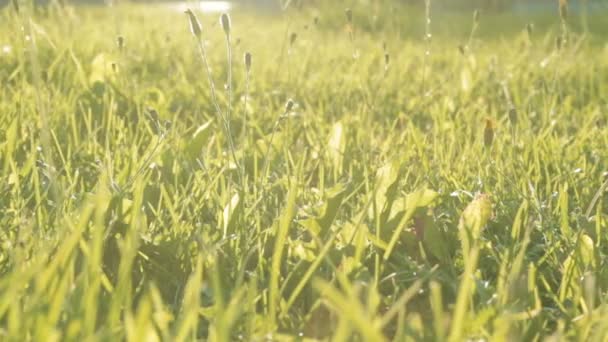 草の中に太陽が輝いています。スライダーで撮影します。. — ストック動画
