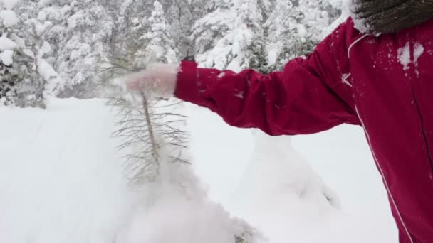 Promenade hivernale dans une forêt 