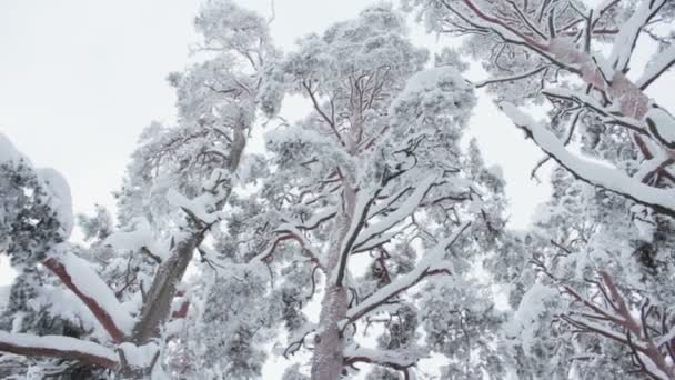 Árvores cobertas de neve — Vídeo de Stock