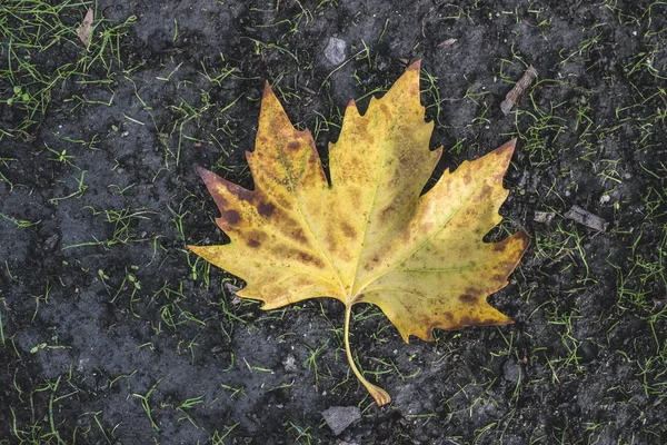 Höst löv på trottoaren. — Stockfoto