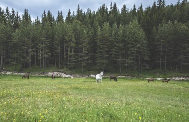 Ormandaki çayır üzerinde atlar