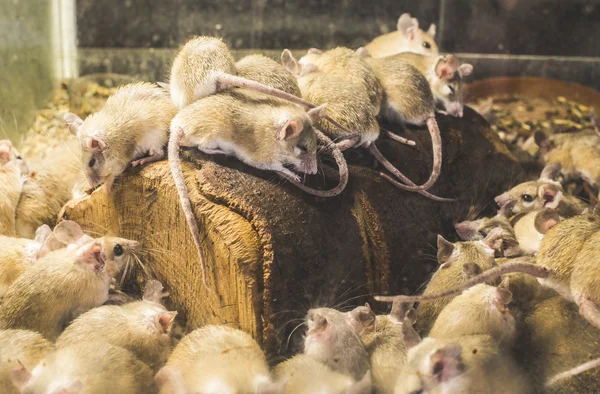 Крысы на дереве в клетке — стоковое фото