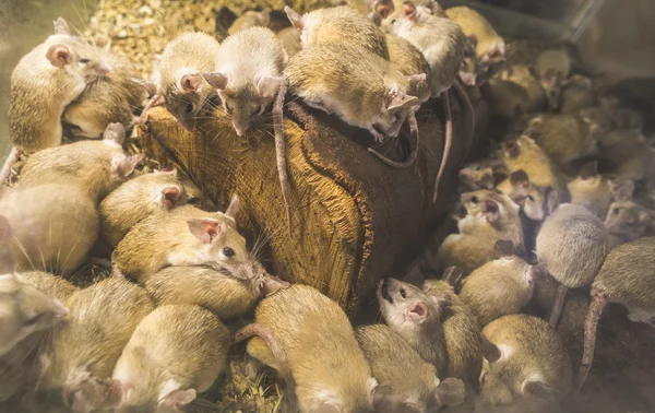 Ratos em madeira na célula — Fotografia de Stock