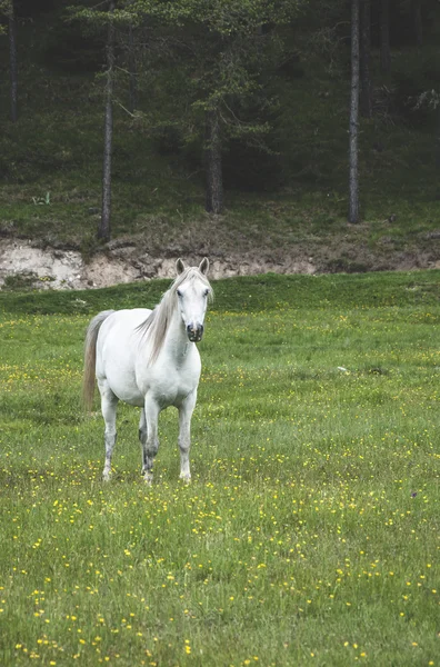 Horse in forest on meadow