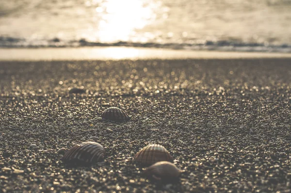 Amêijoas na praia durante o pôr do sol — Fotografia de Stock