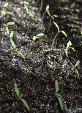 Saksı domates bitkileri çimlenme