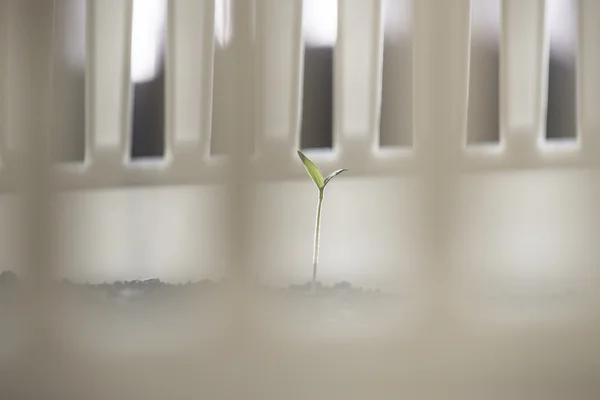 Poco germogliare pianta in vaso — Foto Stock