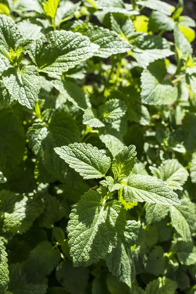 Grüne Melisse im Garten — Stockfoto