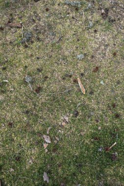 Koniler ve sopa ile ormandaki çimen