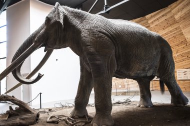 Mastodon Müzesi'nde modeli
