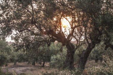 Zeytin ağaçları, deniz ve gün batımı. 