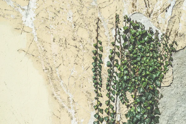 Groene hangende planten en muur — Stockfoto