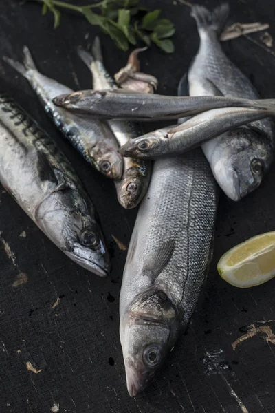 Sea bream, sea bass, mackerel and sardines — Stock Photo, Image