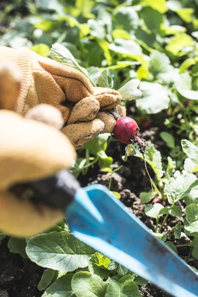 Raccolta ravanelli in giardino — Foto Stock