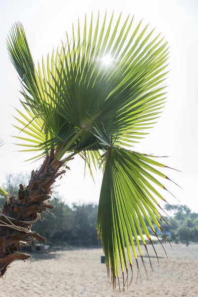 Palmové listy zblízka — Stock fotografie