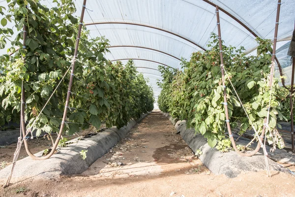 Raspberry plantation i växthus — Stockfoto